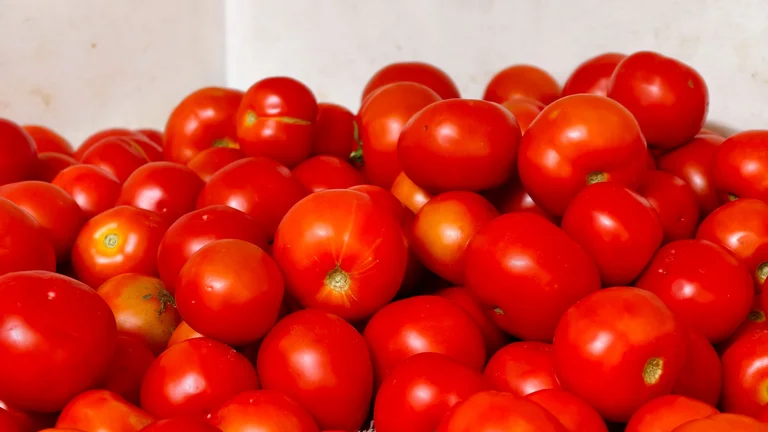 Meal programmes & menu planning